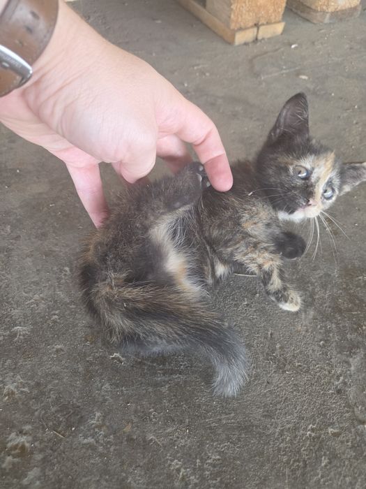 Котёнок в добрые руки