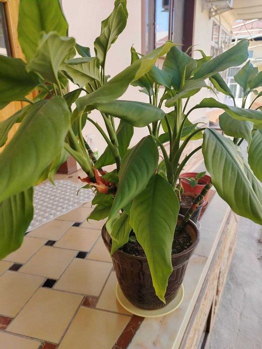 гуллар каттакон тувакда