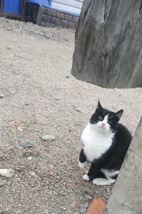 животные, кошечка