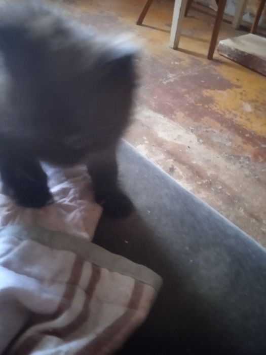 Отдам котенка мальчик в добрые руки