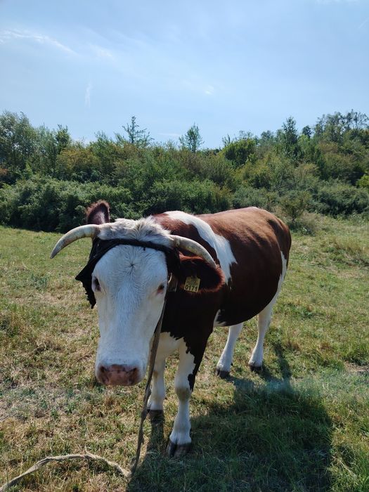 Vaca tânără aproape 3 ani