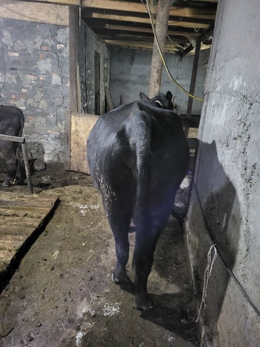 Ангус 5лет без теленка