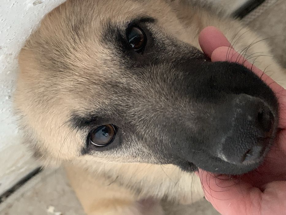 Пристраивается собака / щенок 7,5 месяца