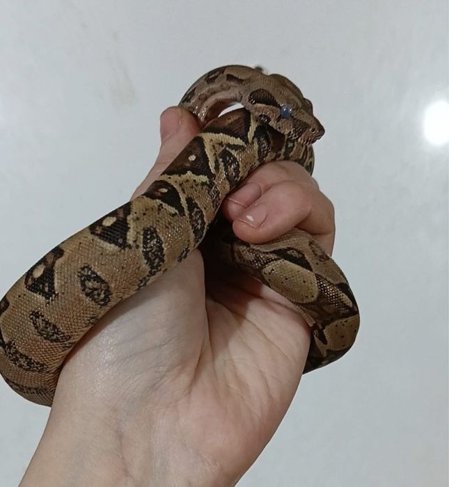 Императорский удав