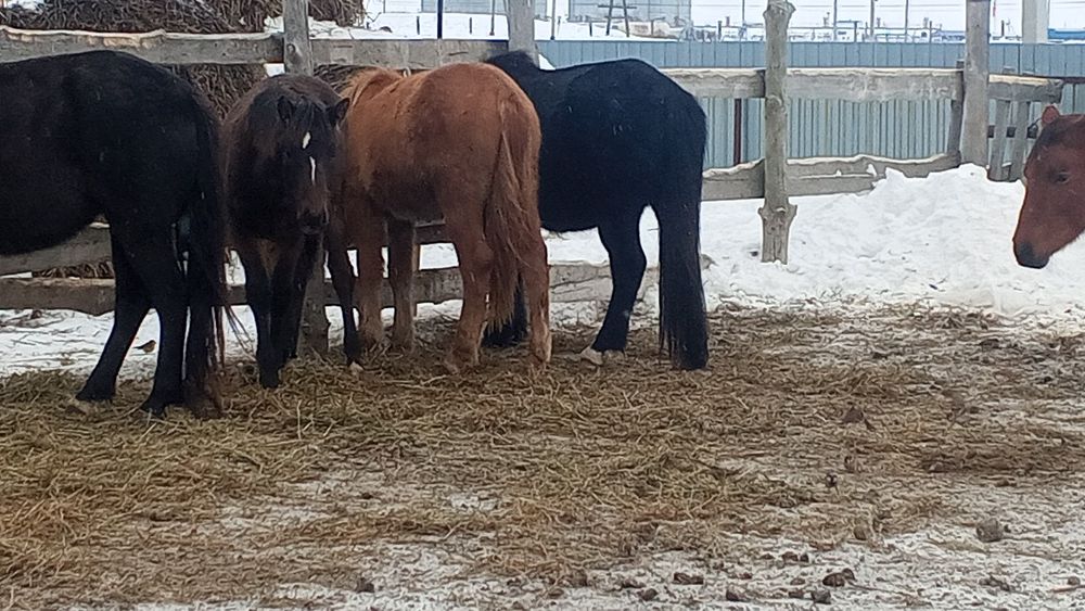 Донен сатылады Белесте