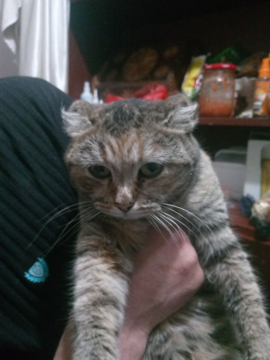 Отдам кошку в добрые руки