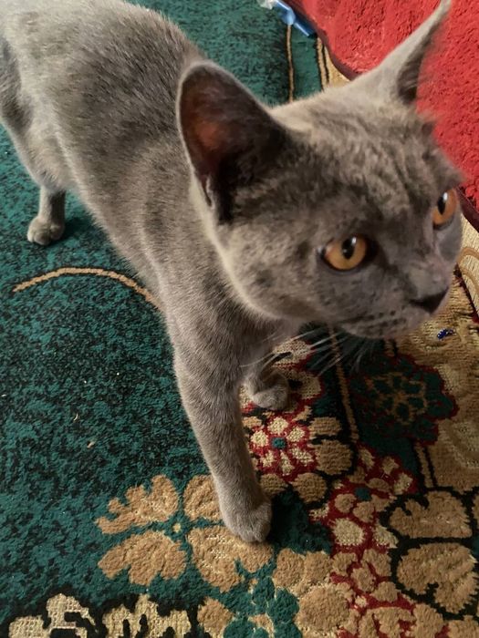 Скот британский мужик 6 месть