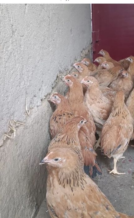 Адлер, Кучин қораздары сатылады