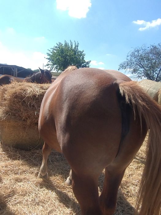 Vând iapa grea sau schimb cu vitei
