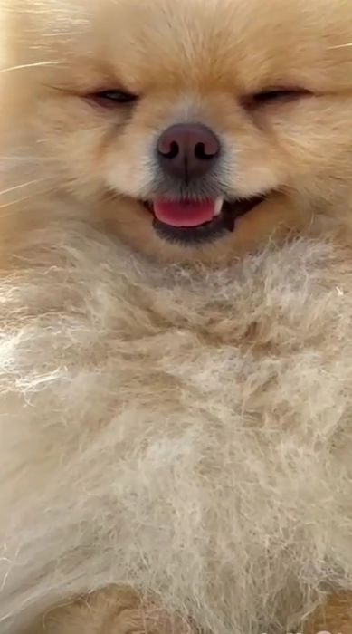 Помераский шпиц красавчик