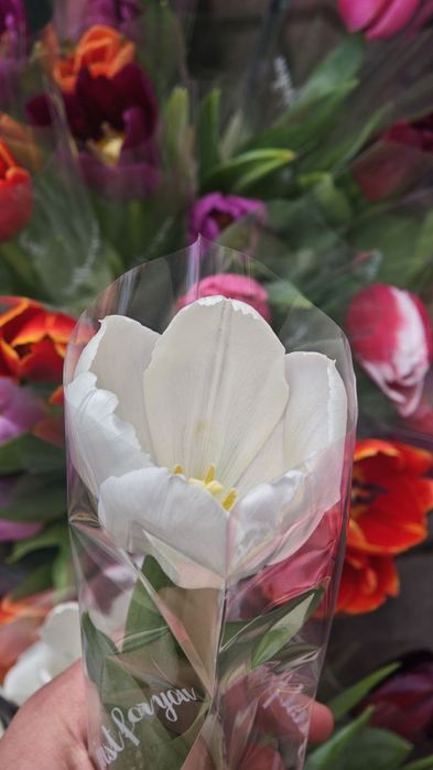 луковица голландского тюльпана