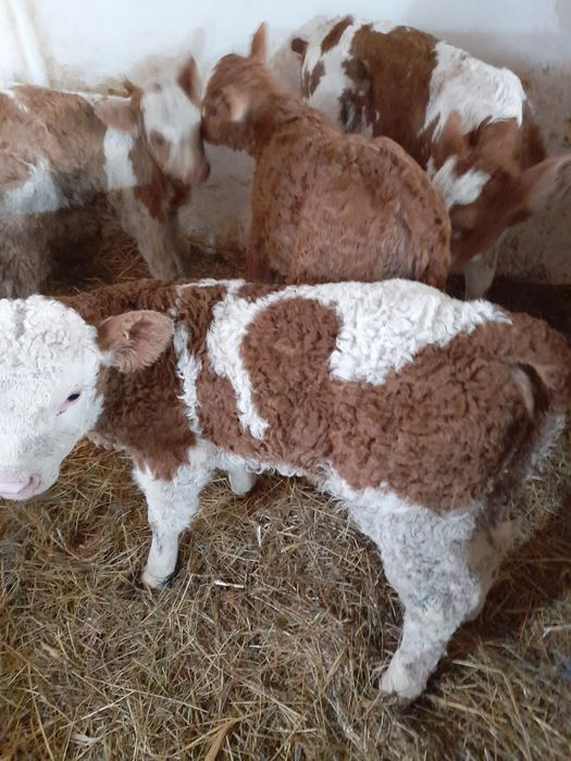 Taurasi si vitele baltati