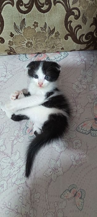 Продаются котята вислоухие