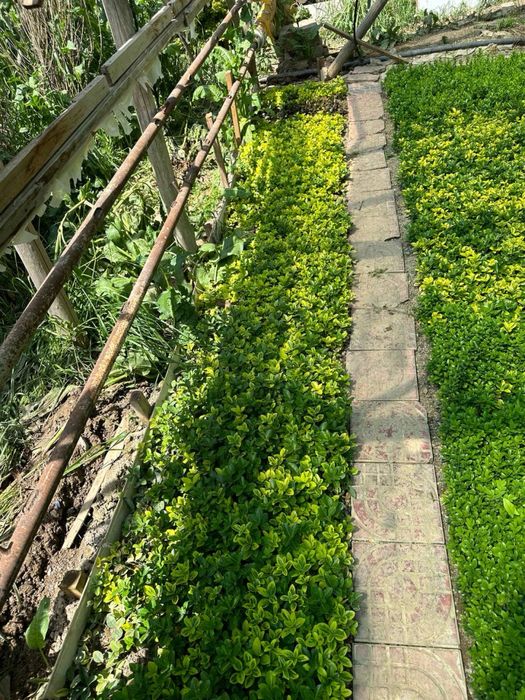 Бересклет оптом