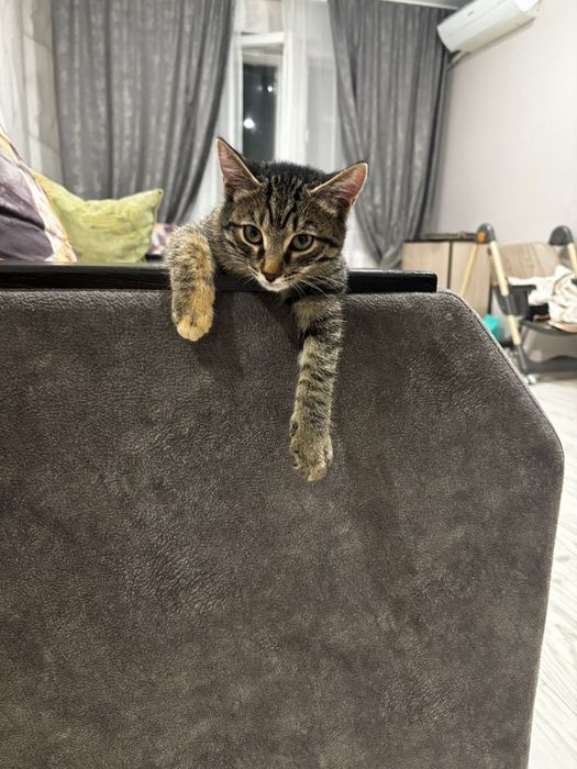 Отдам котенка в добрые руки