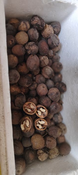 Продам грецкие орехи