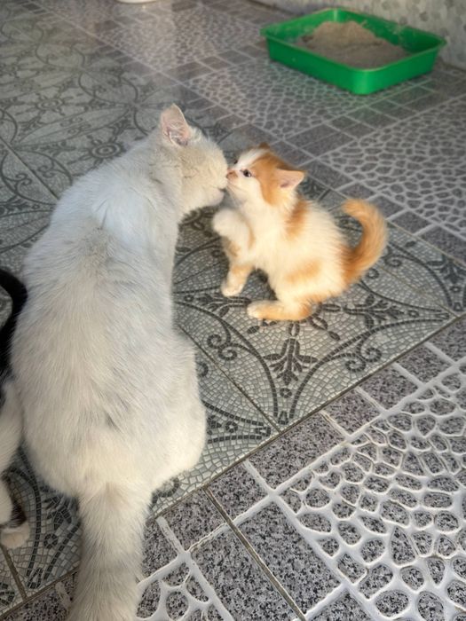 Продаются котята от золотистой шиншиллы и скоттишстрайта