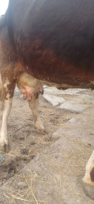 Vand vaca tânara  gestanta cu lapte