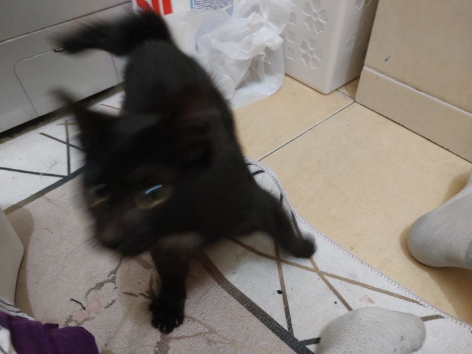 Котёнок ищет семью