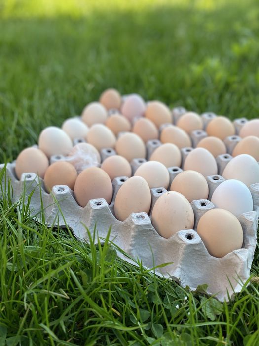 Ouă de găini hrănite ecologic cu porumb și floarea soarelui
