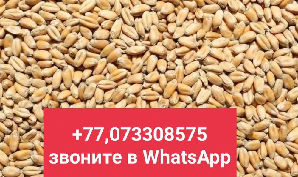 зерно ячмень, пшеницу