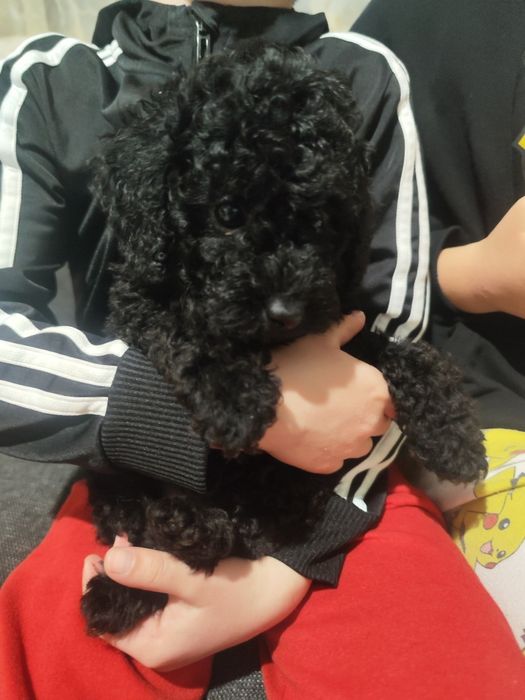 Чистокръвен ТОЙ пудел черен мъжки