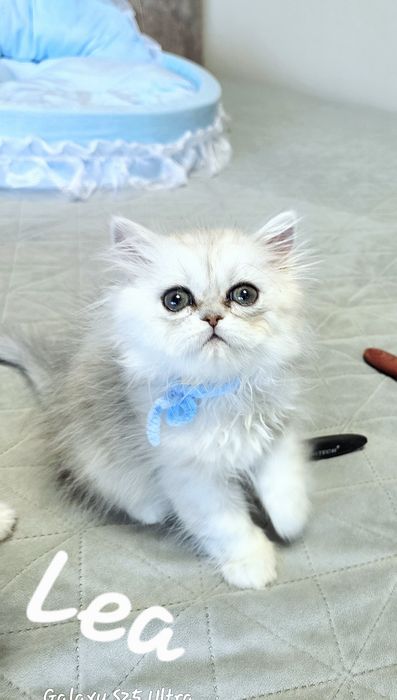 Pisicuță persana shaded silver, pedigree, deosebita, crescuta cu multa dragoste