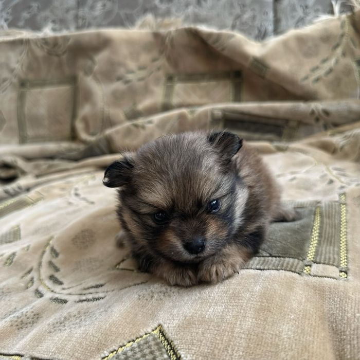 Продаются карликовые шпицы