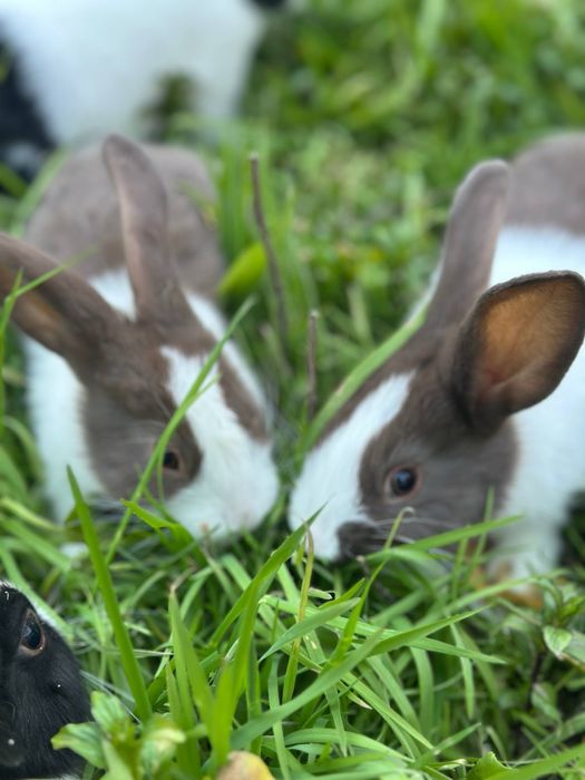 Quyon sotiladi  galand