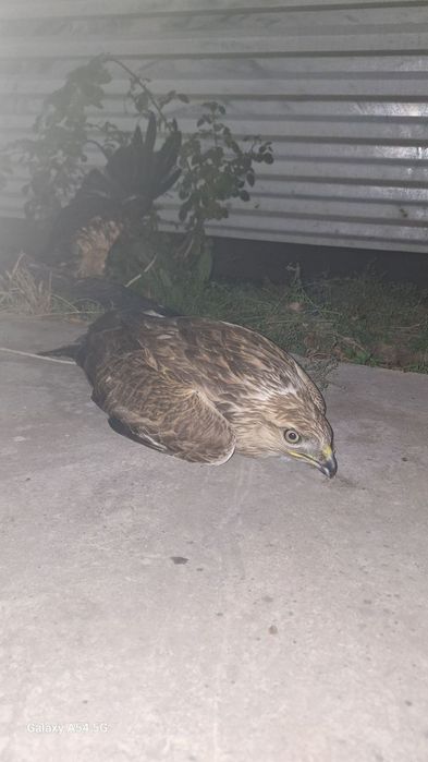 Qamich lochini xali yosh