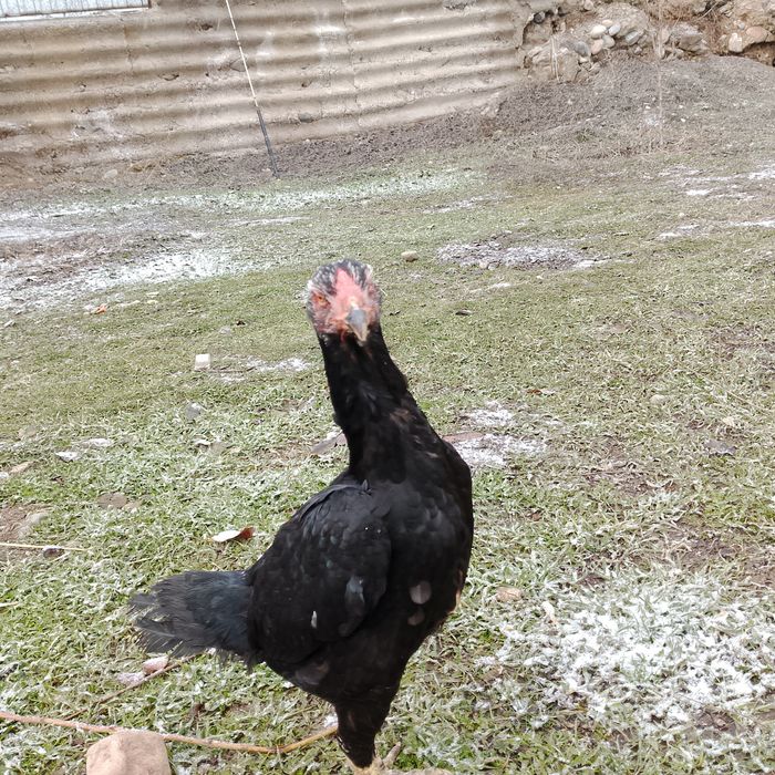 Продаю даканих бойцовых