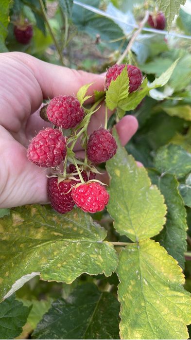 Продам Корешки малины