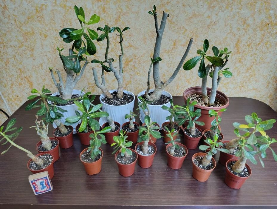 Адениум Микс. Продаю свои семена и черенки. И  Укоренённые черенки