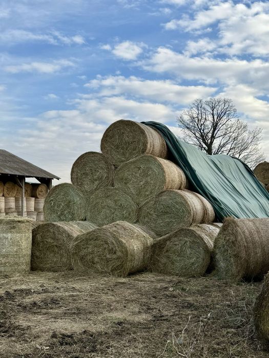 Baloti fan de vanzare