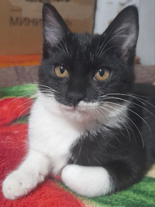 кот мальчик 3месяца