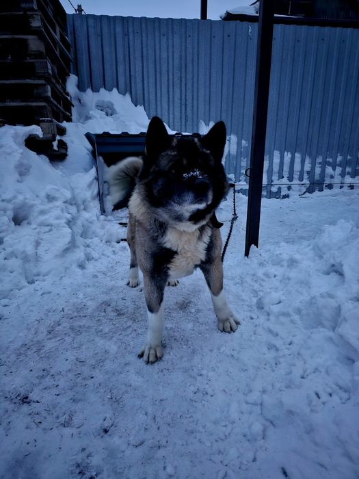 Вязка американская акита.