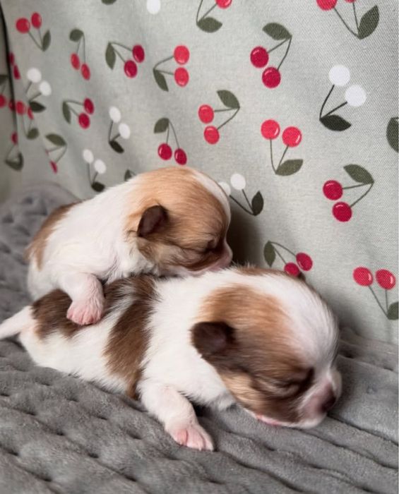 Щенки шпицы мальчик и девочка