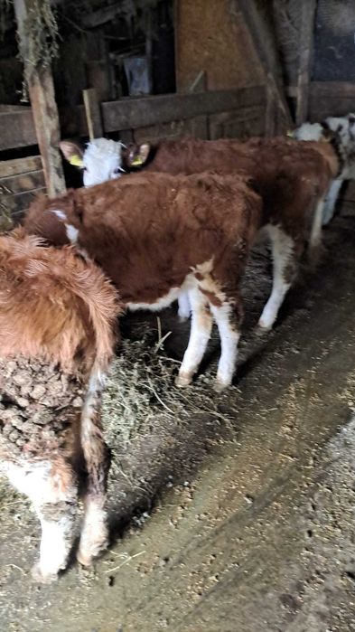 Vitele bălțată germana