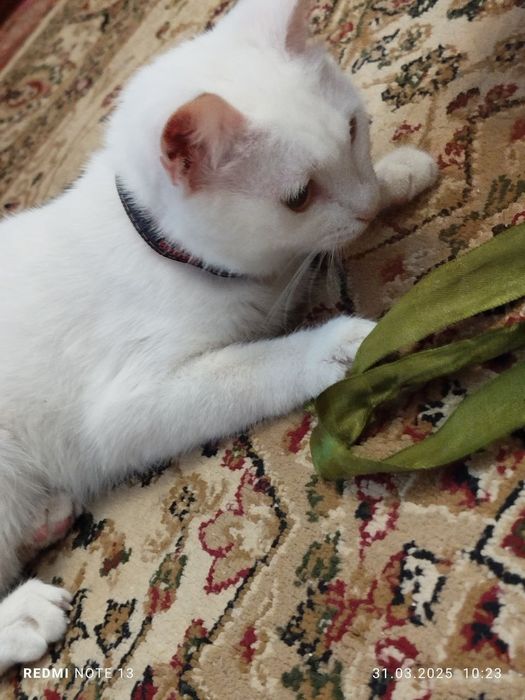 Отдам в заботливые руки