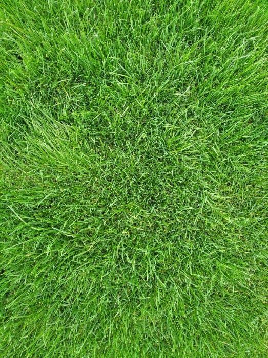 Gazon urug'i bor/ Газон уруг бор