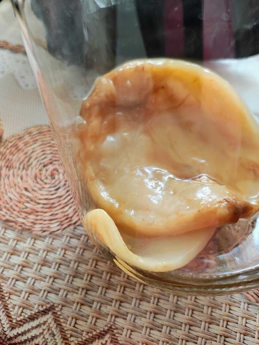 Kombucha starter kit complet zahar sau miere