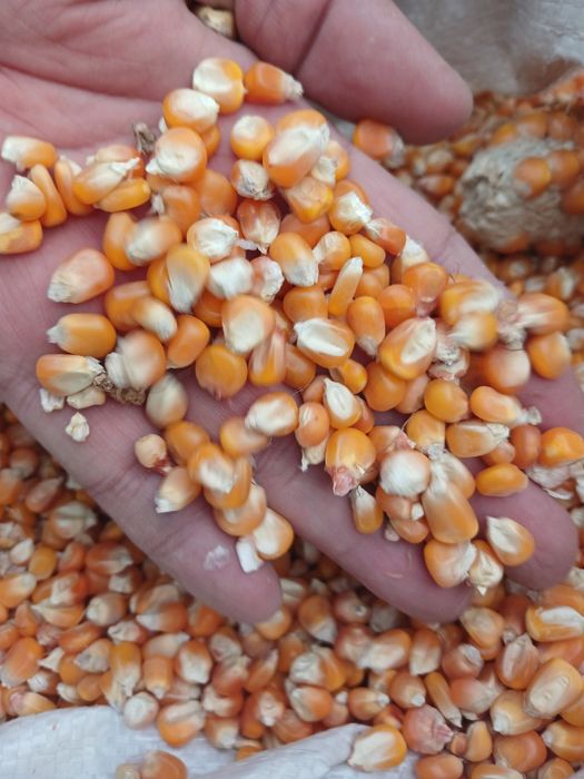 Вингерка маккажўхори уруғи сотилади