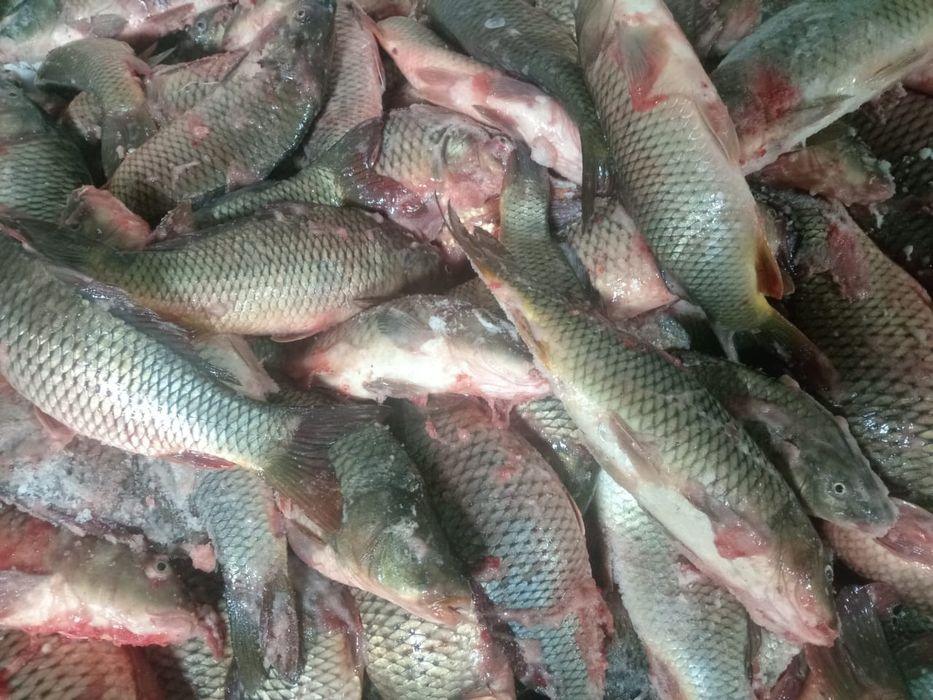 Сазан и Карас оптом торгайский