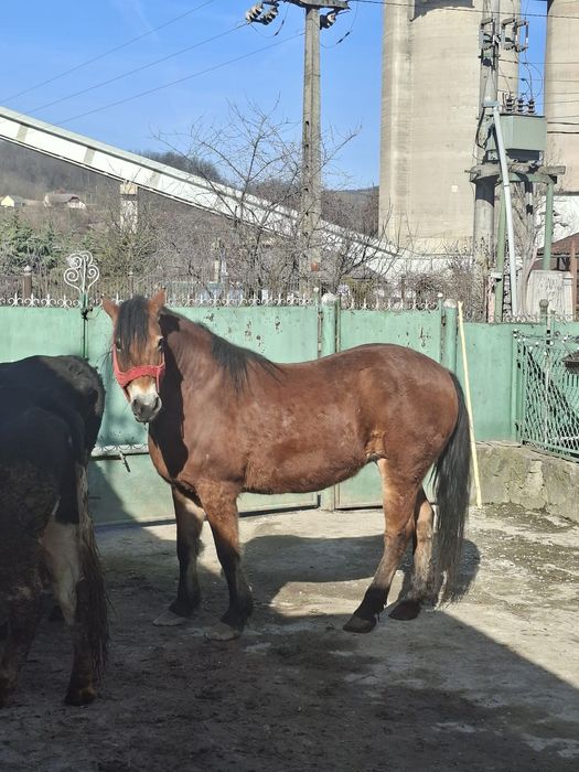 Iapa de vanzare ,buna de lucru