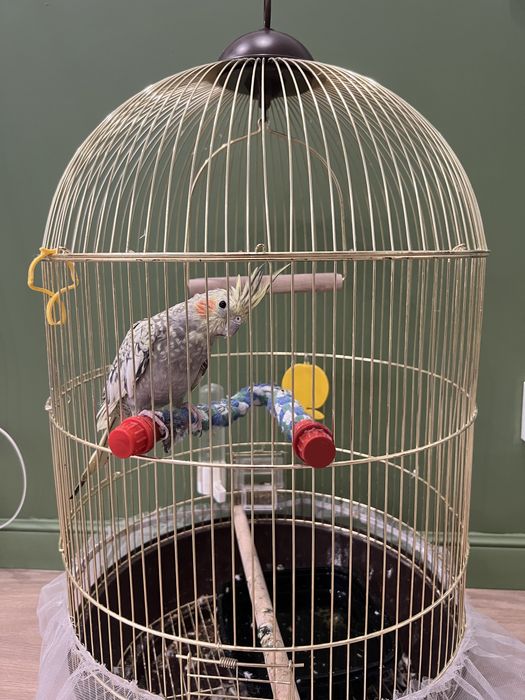 Попугай корелла с клеткой