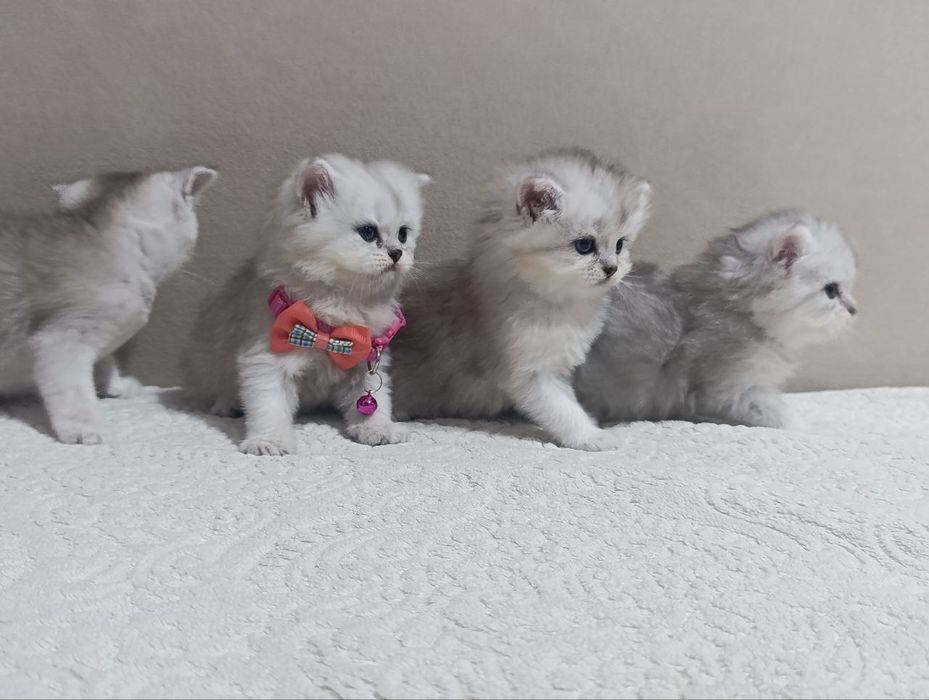 Продаются котята шотландской породы