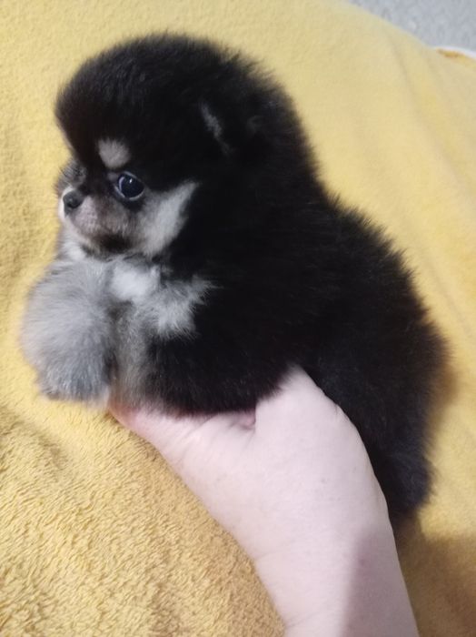 Продам щенков шпица.