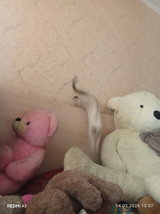 Мишка отдаю бесплатно