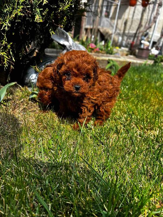 Пудел той,Poodle toy