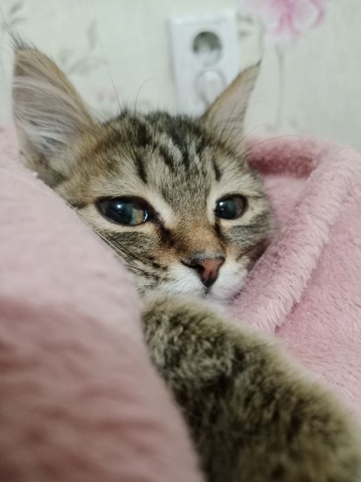 Отдам кота мальчика